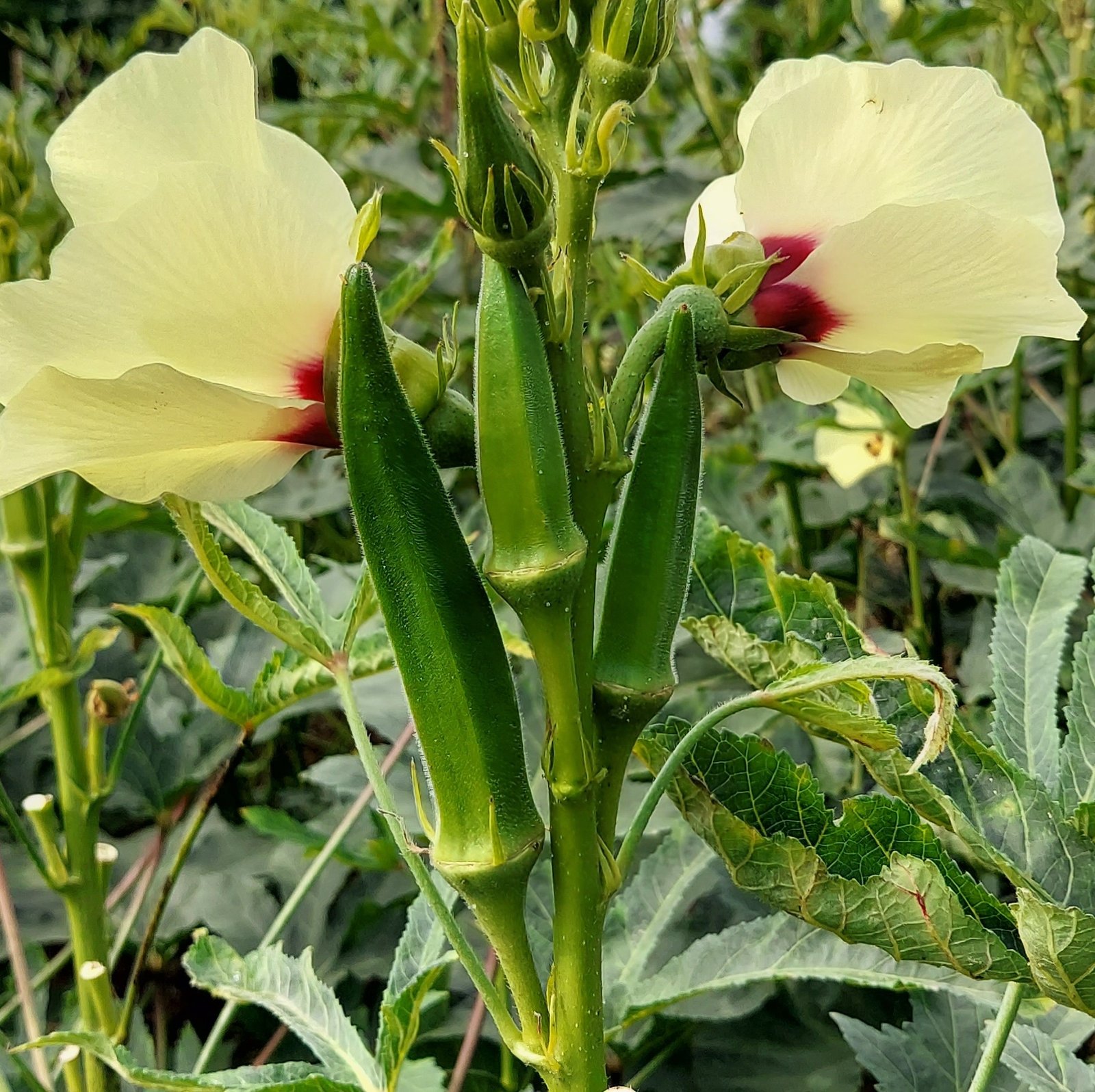 OKRA