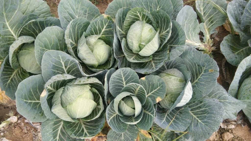 CABBAGE