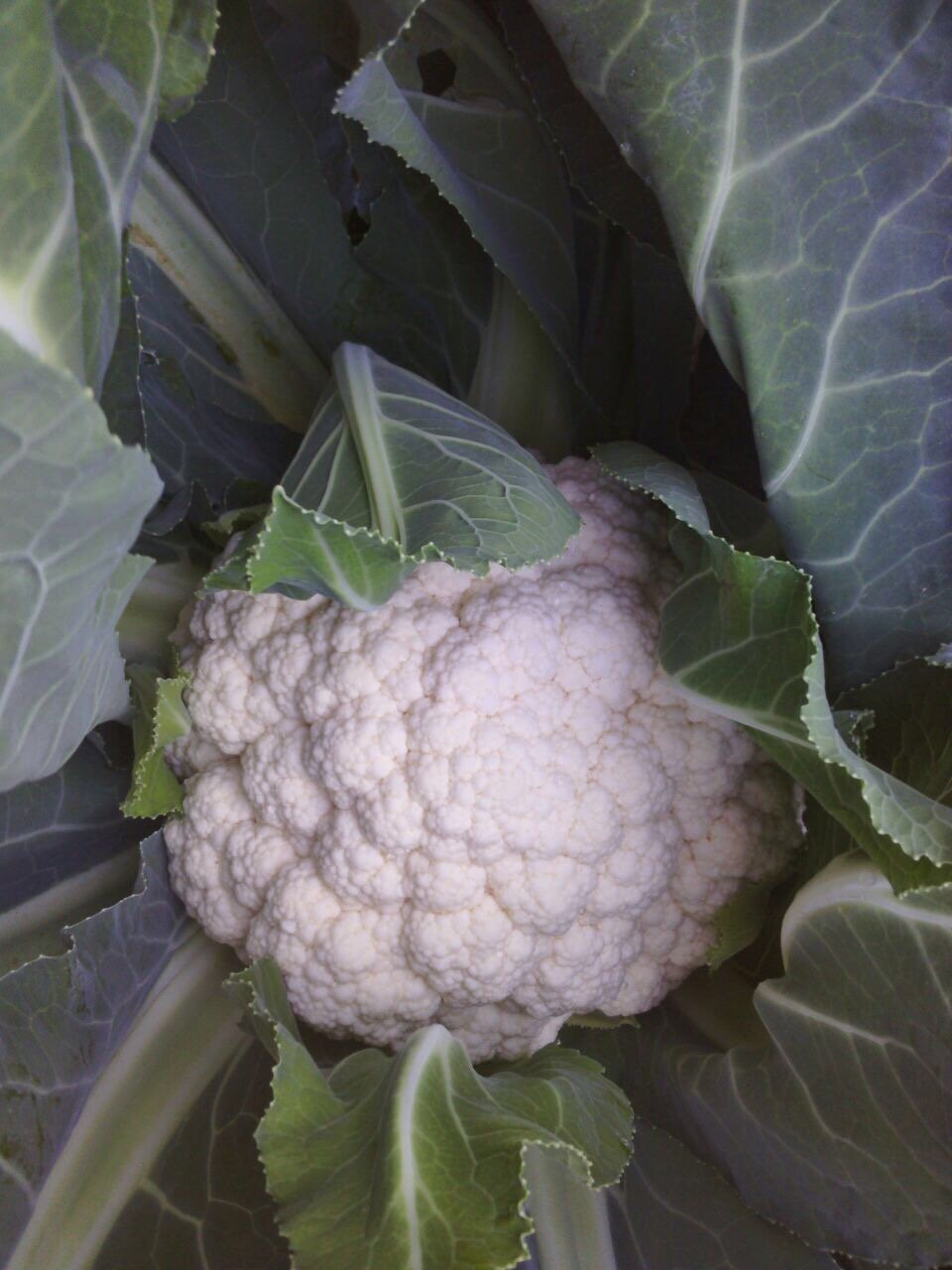 CAULIFLOWER